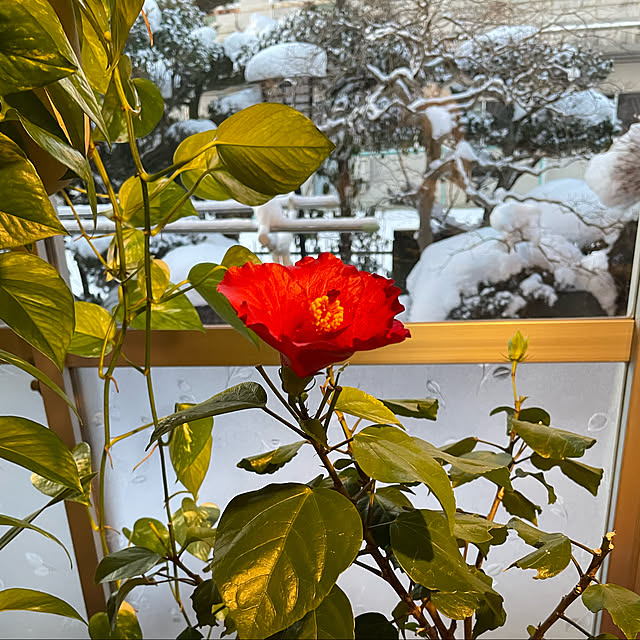 shin0719さんの実例写真