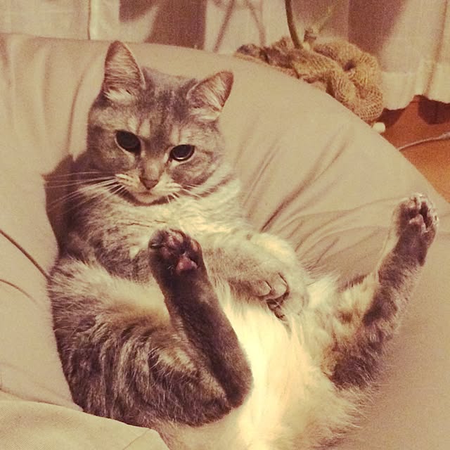 mayraionさんの実例写真