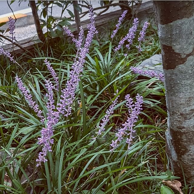 ku-garnet18さんの実例写真