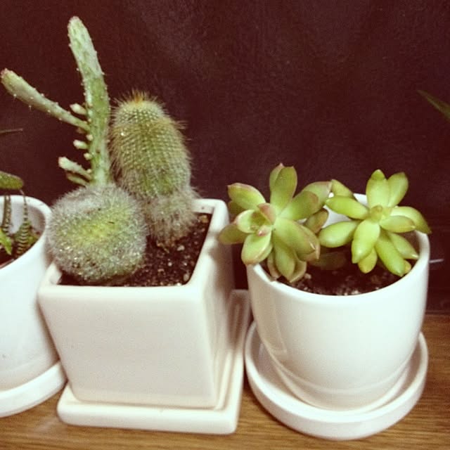 RumRaiginさんの実例写真