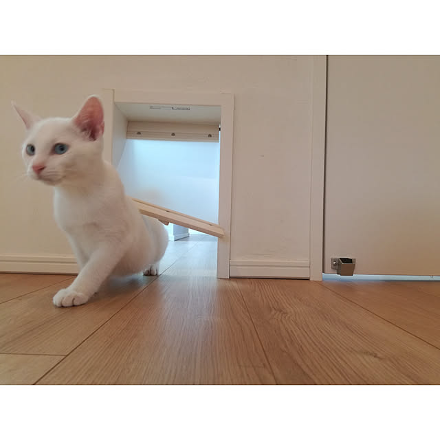 aMaさんの実例写真
