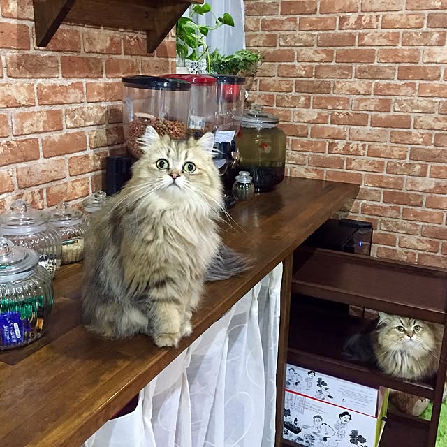 butachanさんの実例写真