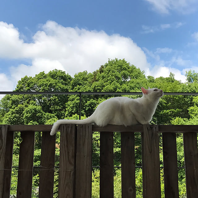 sakurasakuさんの実例写真