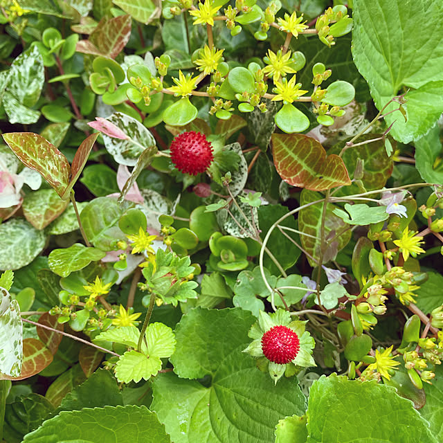 cota2さんの実例写真