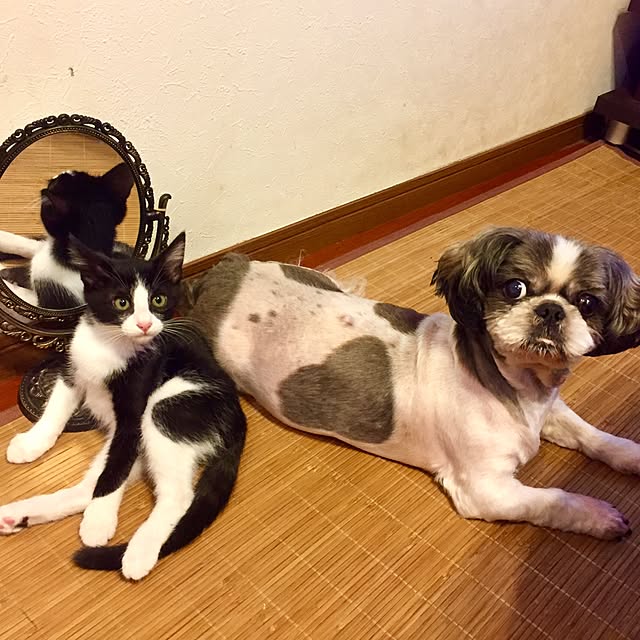 butachanさんの実例写真