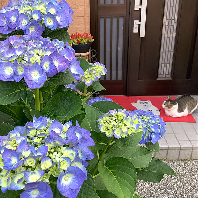 haruminさんの実例写真