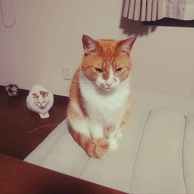 MUGIさんの実例写真