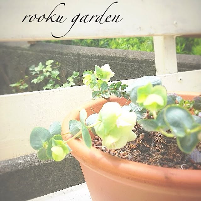 rookuさんの実例写真