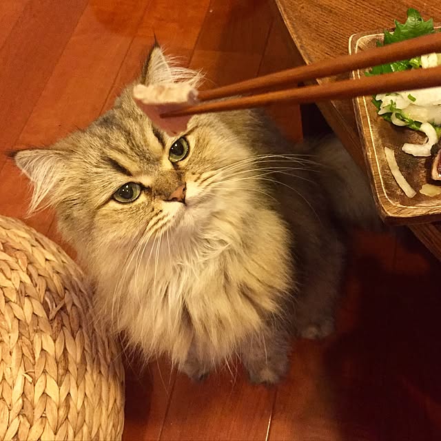 butachanさんの実例写真