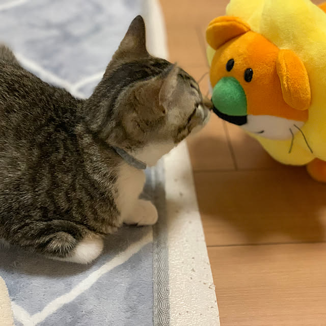 odekoさんの実例写真