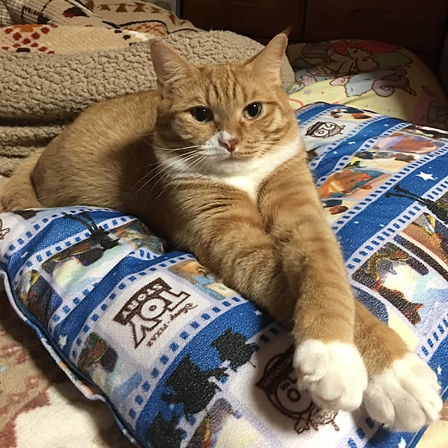 CATさんの実例写真