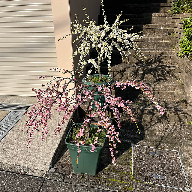 実例写真