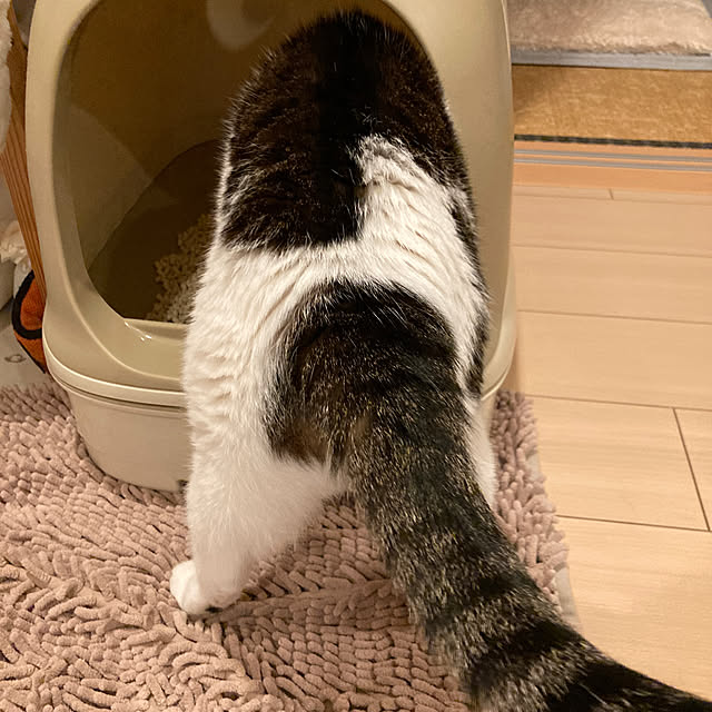 Gomaさんの部屋