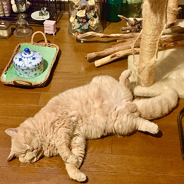 naokoさんの実例写真