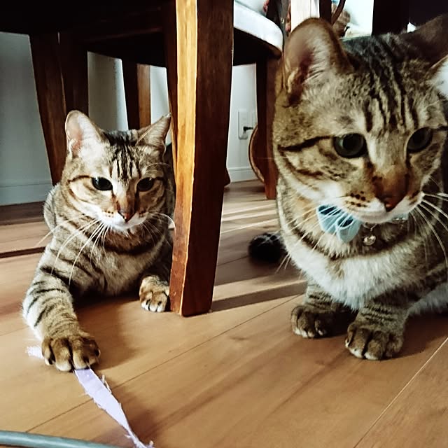 poniさんの実例写真