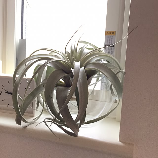 maykoさんの実例写真