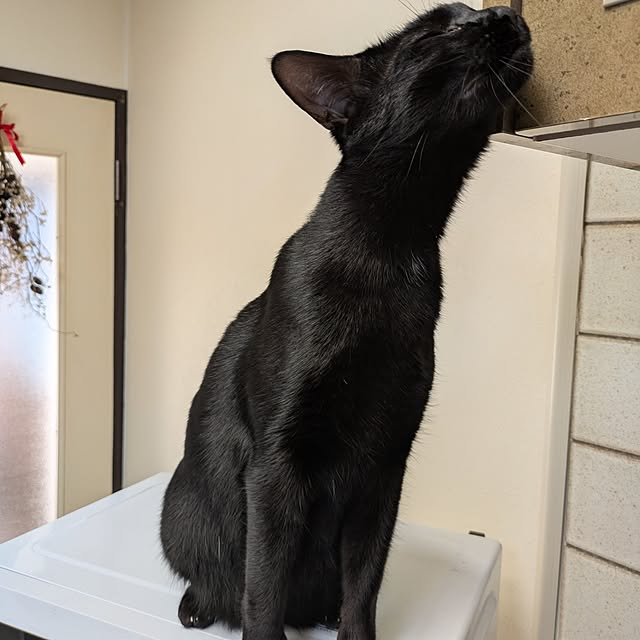 asaさんの実例写真