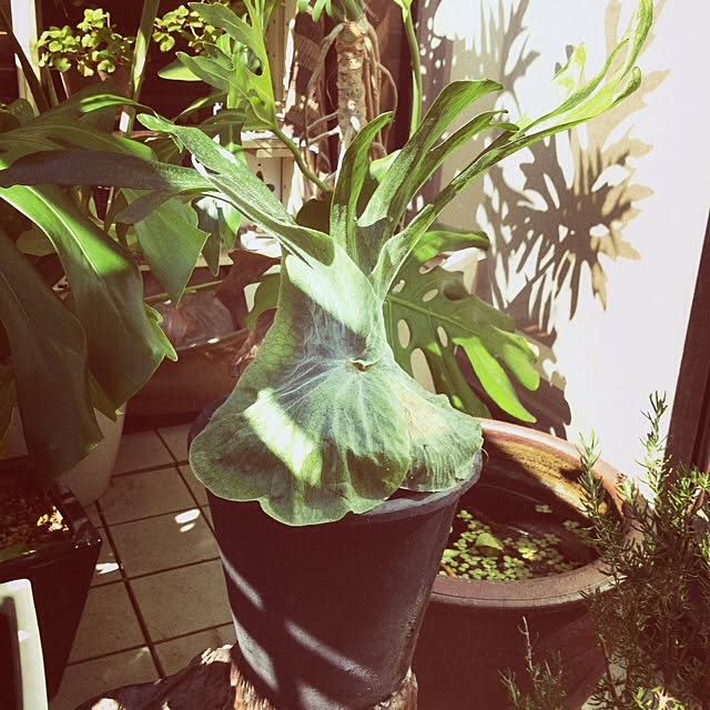 masamixさんの実例写真