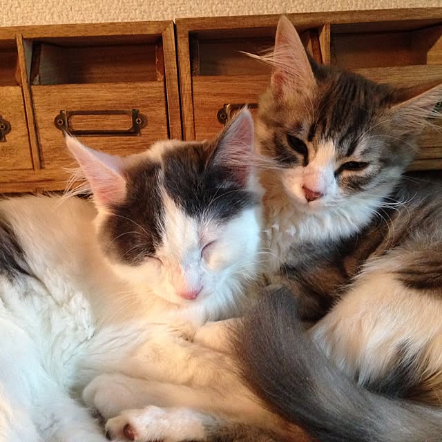 fuuさんの実例写真