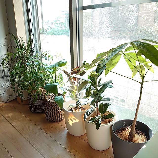 部屋全体/観葉植物/建売住宅のインテリア実例 - 2023-07-13 19:26:19
