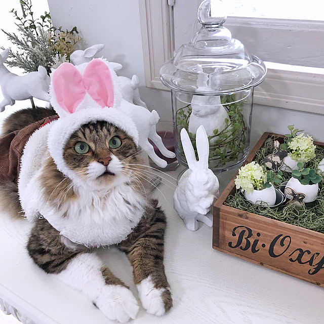 yuchiさんの実例写真