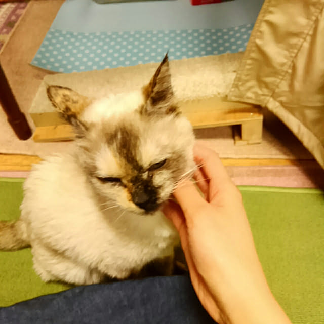 mayutan.さんの実例写真