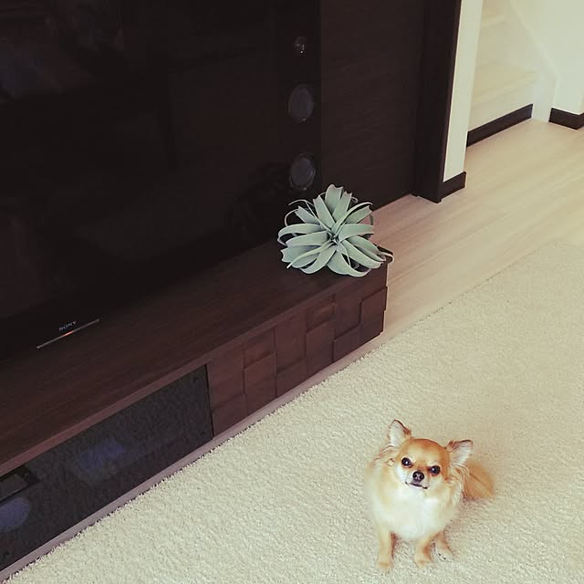 kojikojiさんの実例写真