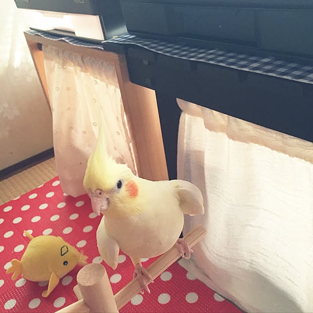 pipiさんの実例写真