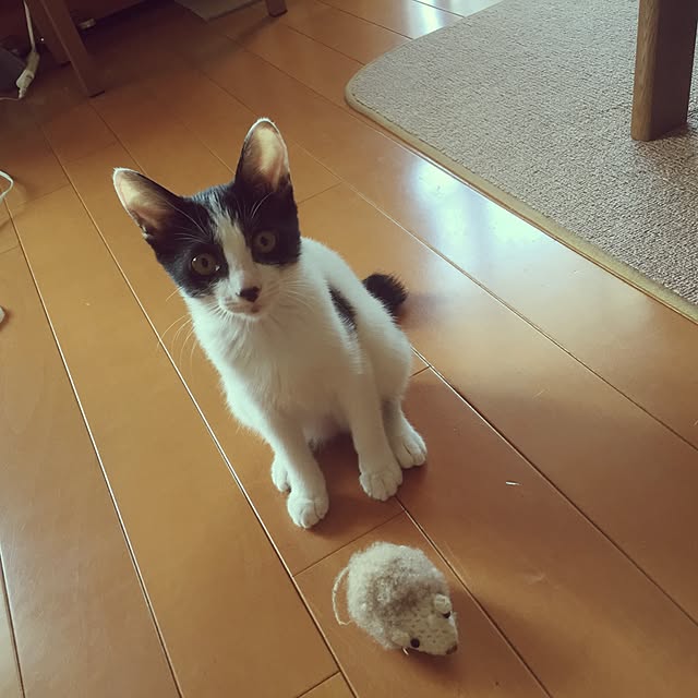 candyさんの実例写真