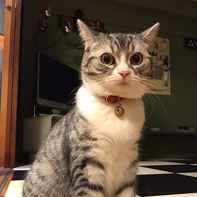 Shojiさんの実例写真