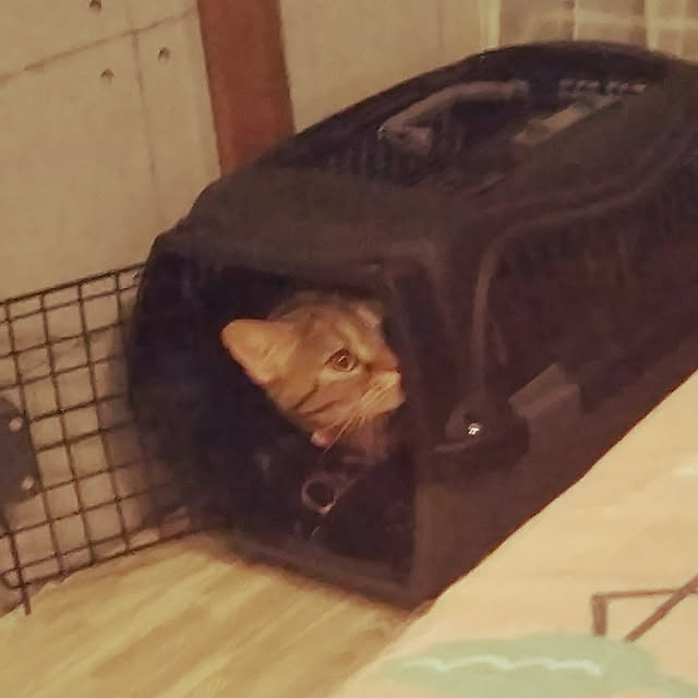 runaさんの実例写真