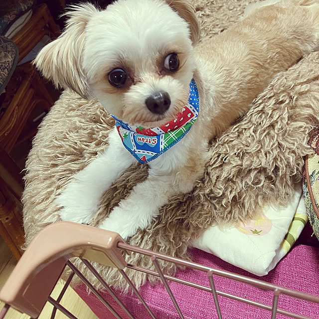 masyumaruさんの実例写真