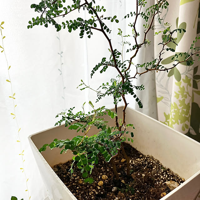 kagomamaさんの部屋