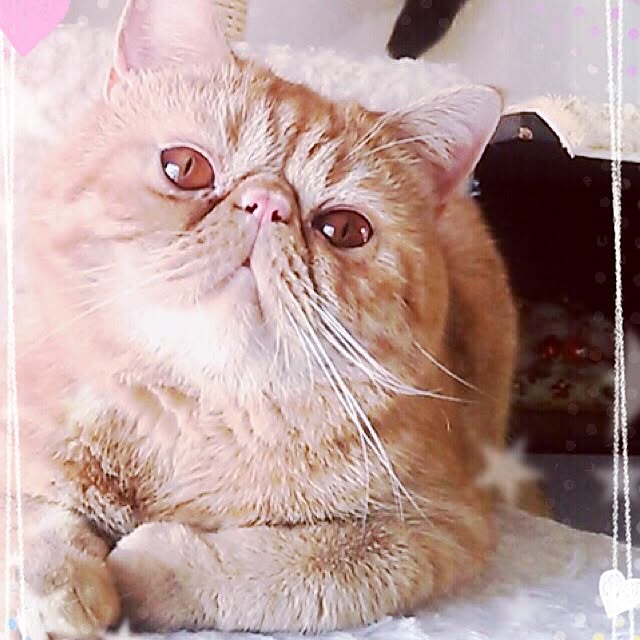 sweetchocochanさんの実例写真