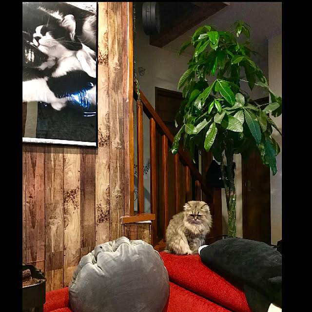 butachanさんの実例写真