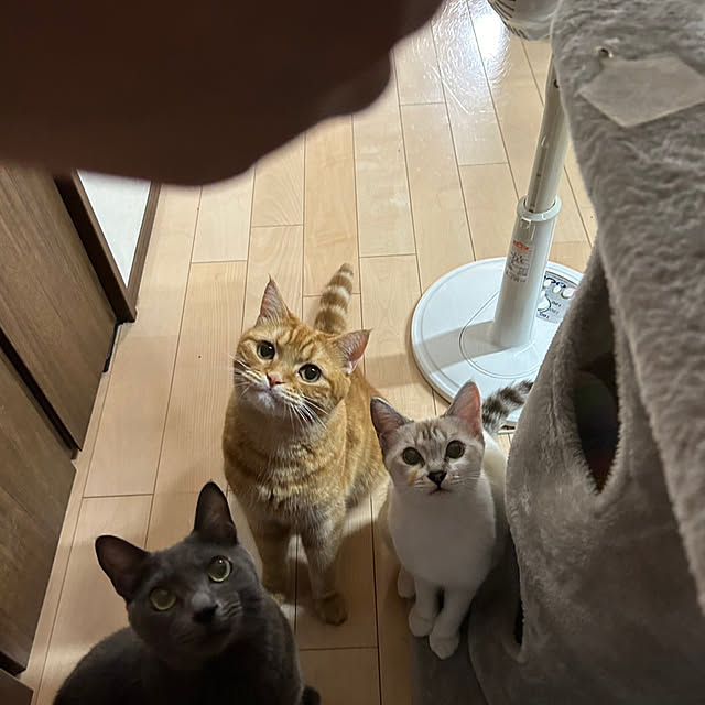 nekoさんの部屋