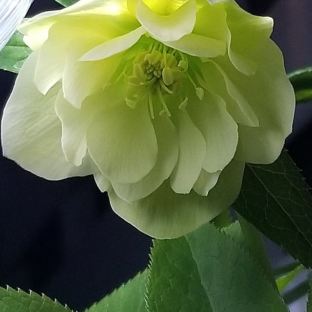 midoriさんの実例写真