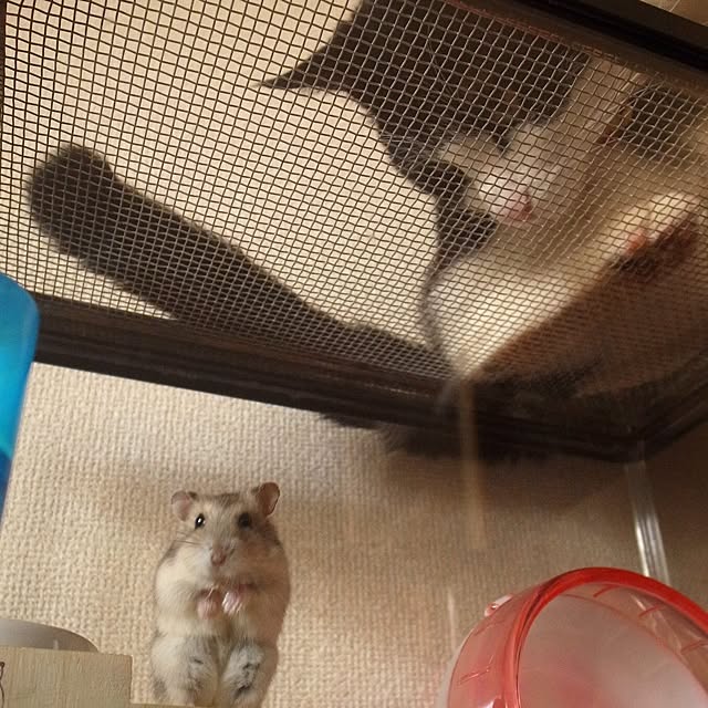 uzumakiさんの実例写真