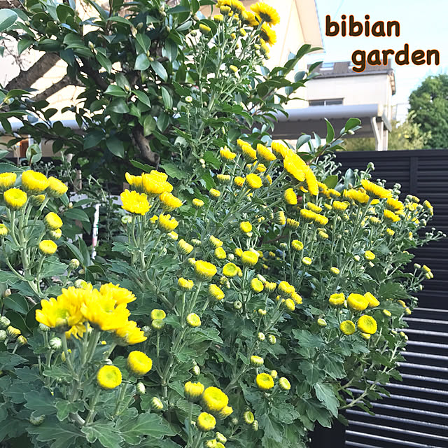 bibianさんの実例写真