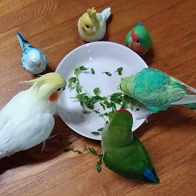 toratanさんの部屋