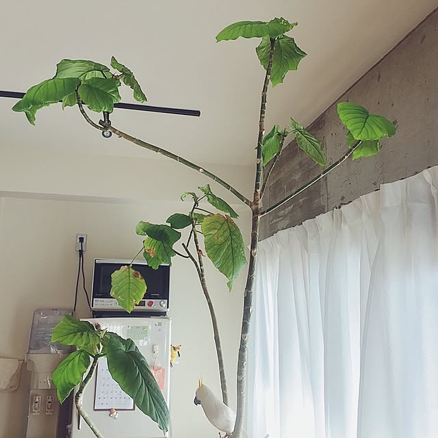 nochi_YTさんの実例写真