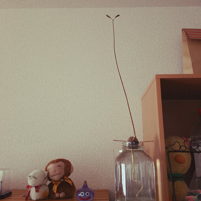 kazuさんの実例写真