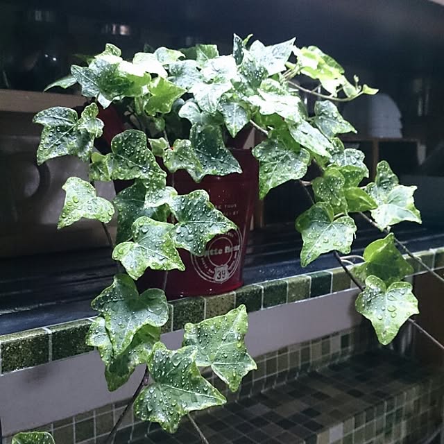 miporin0711さんの実例写真
