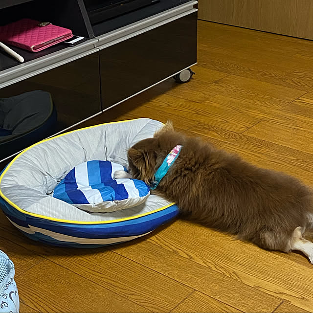 chIoeさんの実例写真