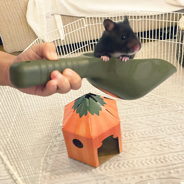 momokasanさんの実例写真