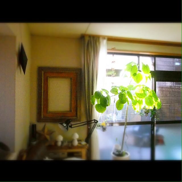 Mayumiさんの実例写真