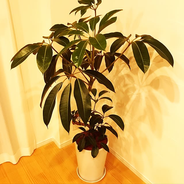 ベッド周り/観葉植物のインテリア実例 - 2017-07-09 20:26:53