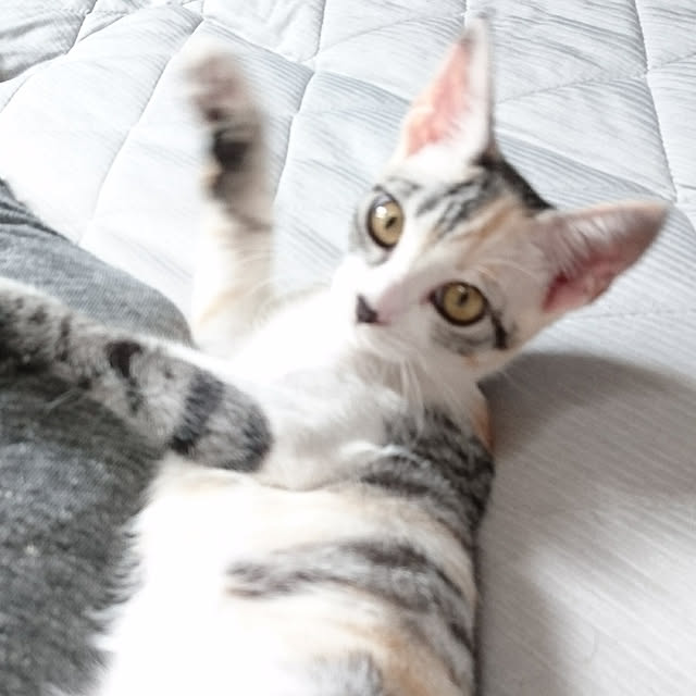 shinobuさんの実例写真