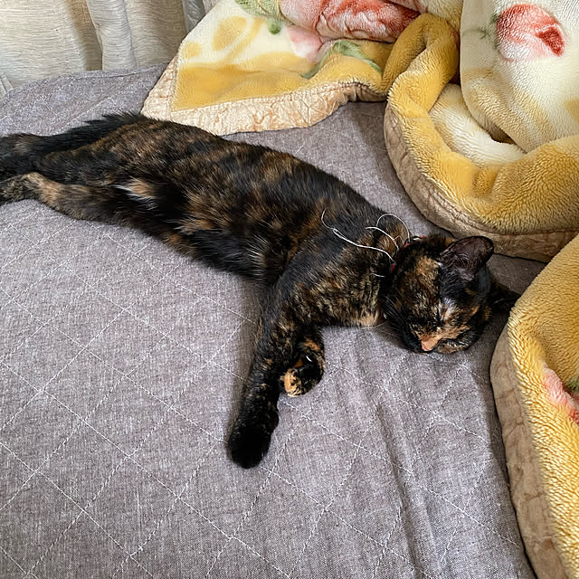 mさんの実例写真