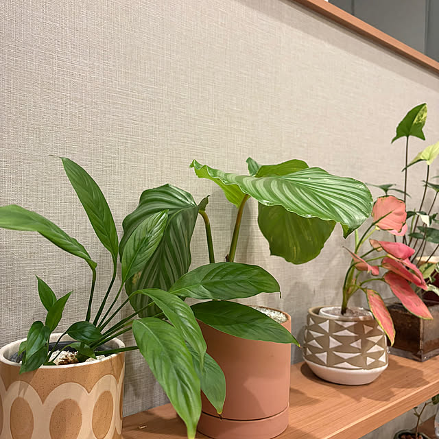 ikuzakさんの実例写真